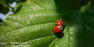 La coccinelle asiatique, cette envahisseuse